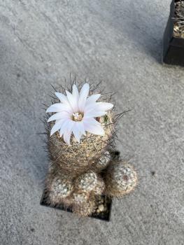 Escobaria spec.